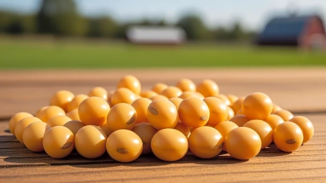 Michigan Dairy Farm Adopts High Oleic Soybeans, Boosts Milk Production and Profitability