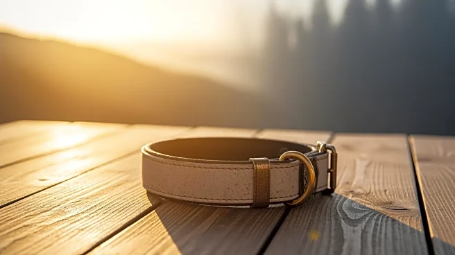 Lost Dog Reunited with California Family After Five Years in Michigan