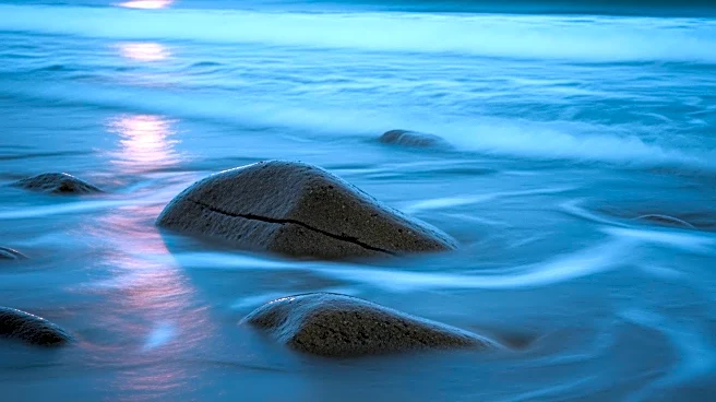 Baby Fur Seal's Unusual Visit to New Zealand Bar