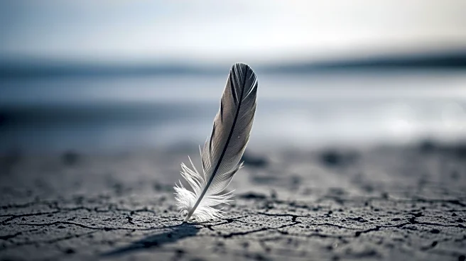 Penguin Populations in South Africa Face Drastic Decline Due to Starvation