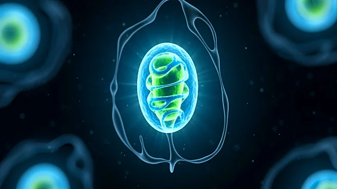Scientists Explore Mitochondrial Regeneration to Combat Aging