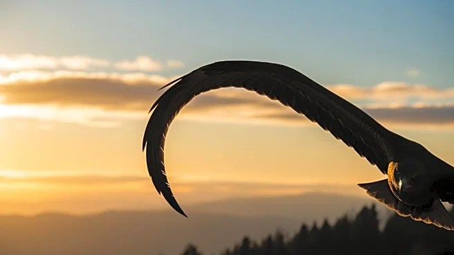 Merrill Creek Hawk Migration 2025 Records 5,813 Raptors, Including Bald Eagles