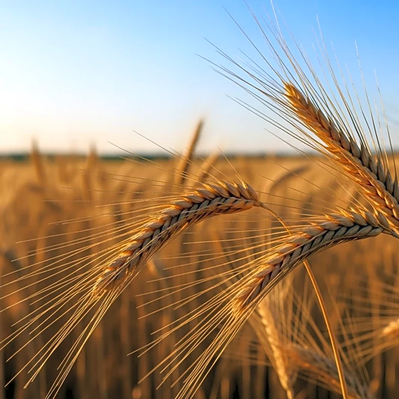 WTO Scrutinizes Agricultural Trade Amid Global Policy Debates