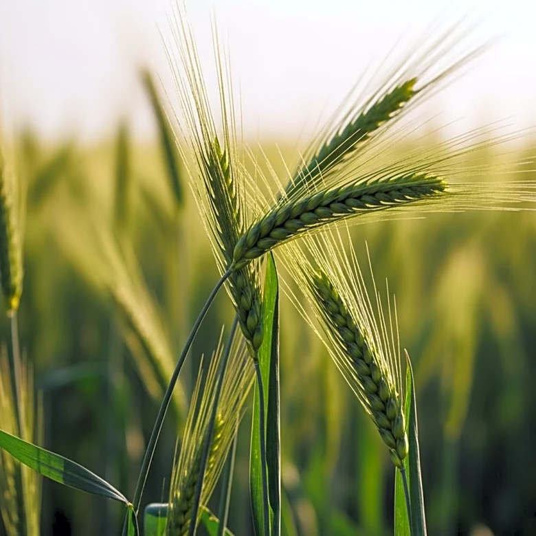 Bahrain to Host Major Agricultural and Livestock Show to Boost Food Security