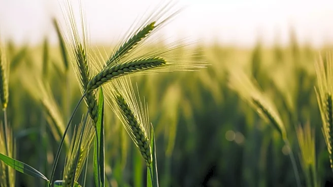 Bahrain to Host Major Agricultural and Livestock Show to Boost Food Security