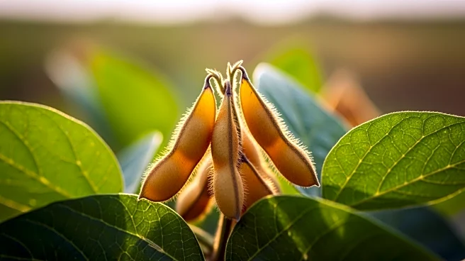 Scott Bessent's Soybean Farm Claims Fact-Checked Amid Ethics Concerns