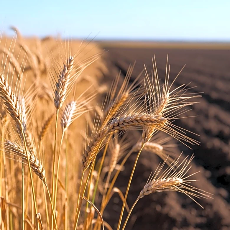 Russia and Iran Discuss Agricultural Cooperation to Boost Regional Development