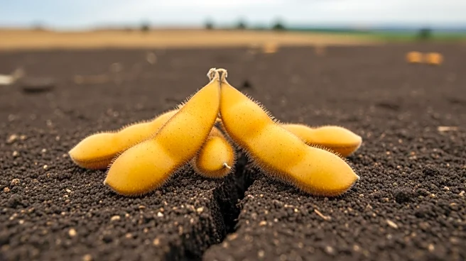 Treasury Secretary Bessent Divests Soybean Farmland Amid Trade Tensions