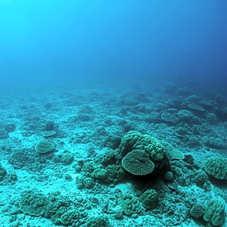 Greenpeace Study Warns of Economic Risks in Cook Islands Seabed Mining