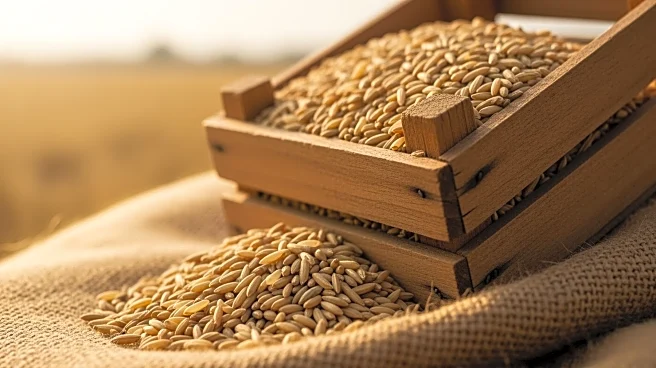 President Trump Warns of New Tariffs on Indian Rice Amid Farmer Complaints