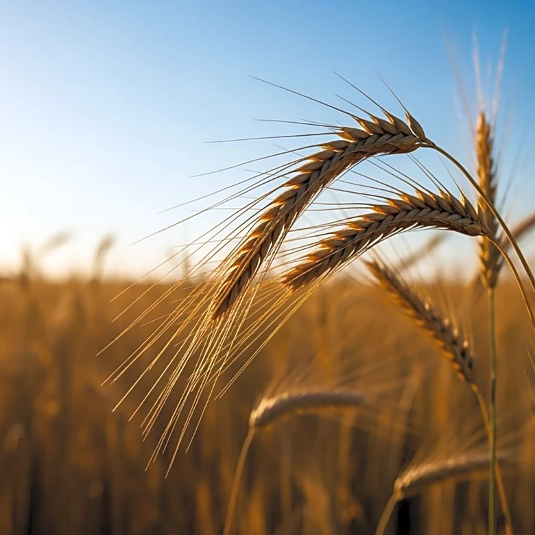 Canadian Grain Groups Advocate for CUSMA Renewal with Flexibility for Future Reforms