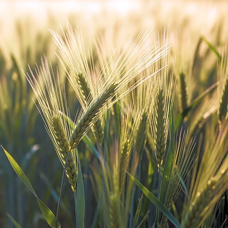 Abu Dhabi Department of Economic Development Reports 29% Increase in Agricultural Licences, Boosting Sector Growth
