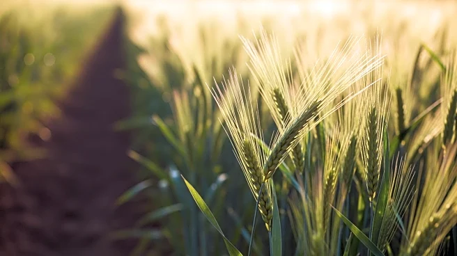 Abu Dhabi Department of Economic Development Reports 29% Increase in Agricultural Licences, Boosting Sector Growth