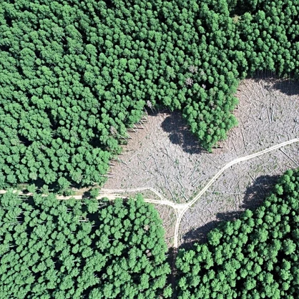 Satellite Study Reveals Severe Forest Loss in Assam Due to Human Activities