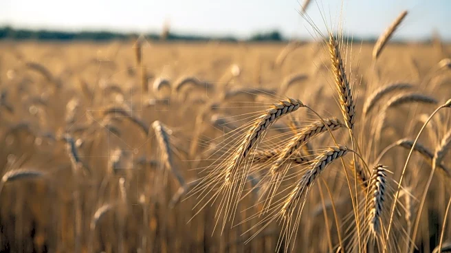 New BEE Quotas in South Africa Could Impact Agricultural Workforce Dynamics