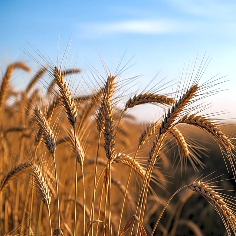 New Employment Equity Regulations in South Africa Could Impact Agricultural Workforce