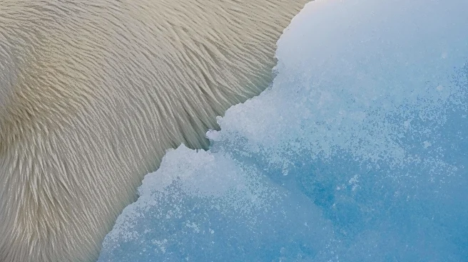 Polar Bears Undergo Genetic Changes to Adapt to Warming Climate