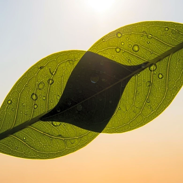 Sweden and India Strengthen Ties with Focus on Sustainability