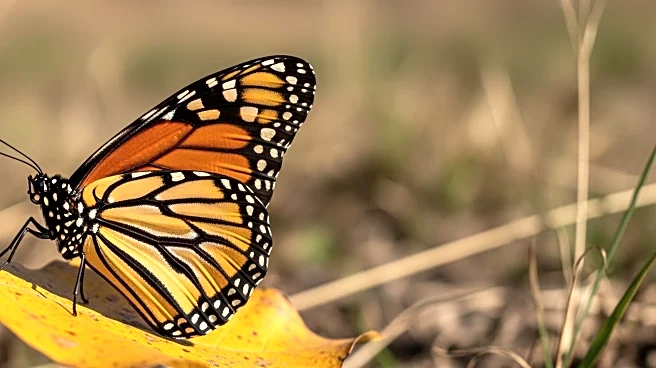Trump Administration Delays Federal Protections Decision for Monarch Butterflies