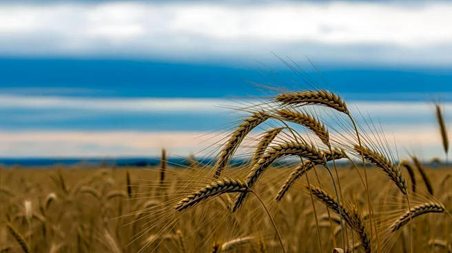 K-State Economists Discuss U.S. Grain Market Trends Amid Weather Challenges