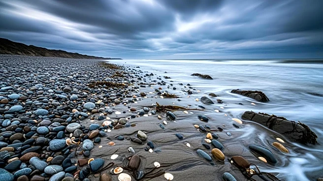 Storms Cause Marine Wildlife to Wash Ashore on Dorset Beaches