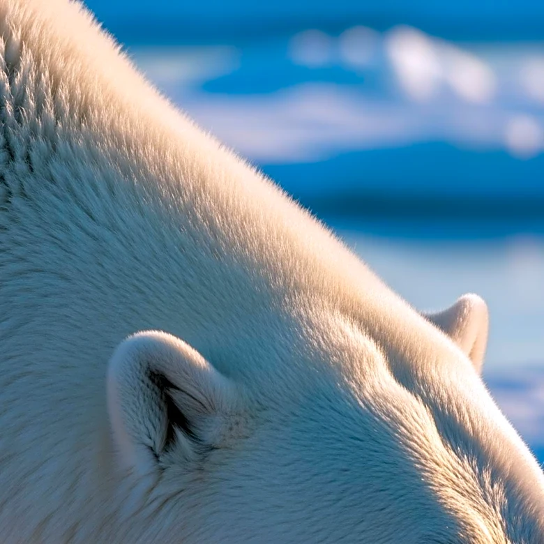 Polar Bears Adapt Genetically to Survive Warming Arctic Conditions