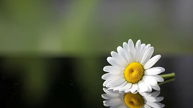 Boston Mother Supports Brain Cancer Research After Son's Death