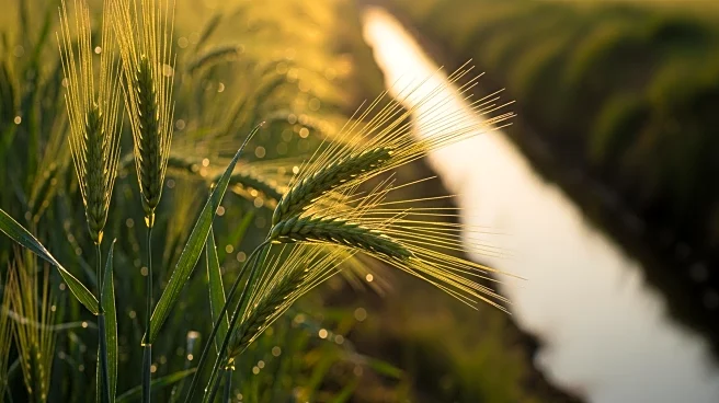 Sindh Chief Minister Advocates Agricultural Reforms for Climate Resilience