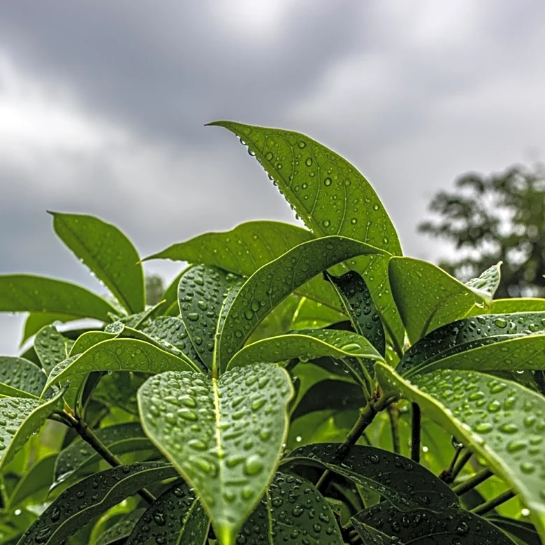 Moisture Returns as Late-Saturday Storms Approach South Florida