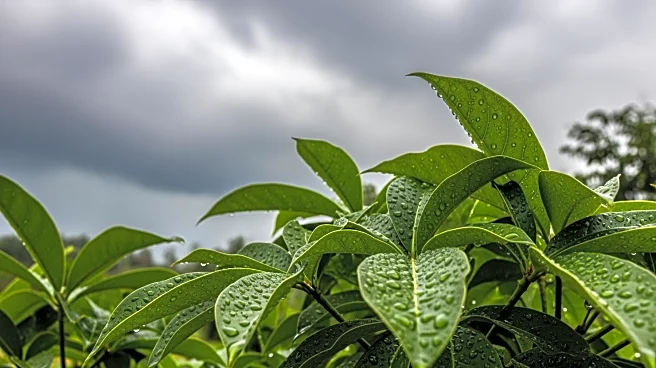 Moisture Returns as Late-Saturday Storms Approach South Florida