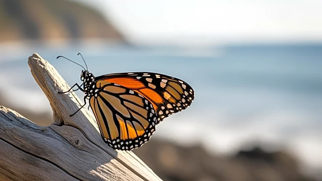 Monarch Butterfly Populations Remain Low Along Central California Coast