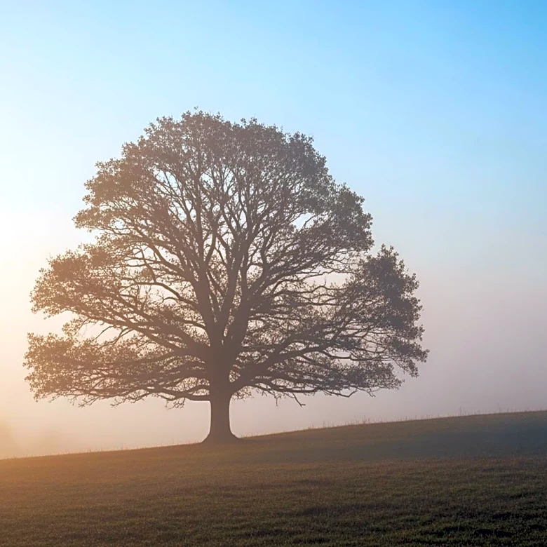 Ukrainian President Zelenskyy Considers Dropping NATO Bid for Security Guarantees Amid U.S. Peace Talks