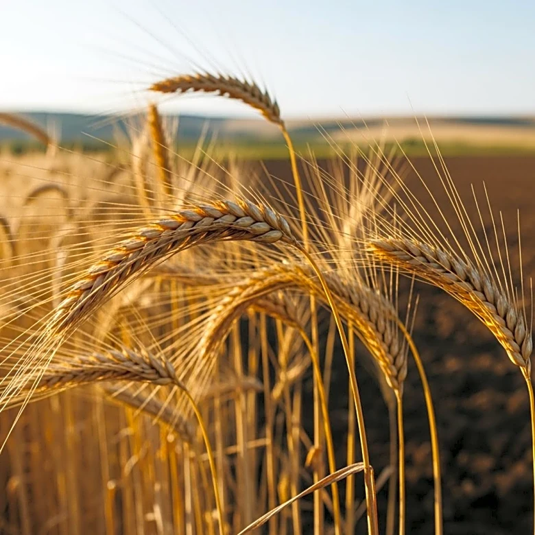 PM Modi's Ethiopia Visit Focuses on Investments and Agriculture to Strengthen Bilateral Ties