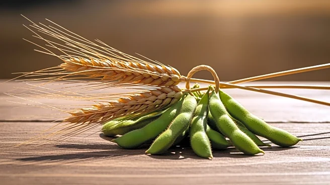 Brazil and South Africa Collaborate to Enhance Protein Food Security Amid Disease Challenges