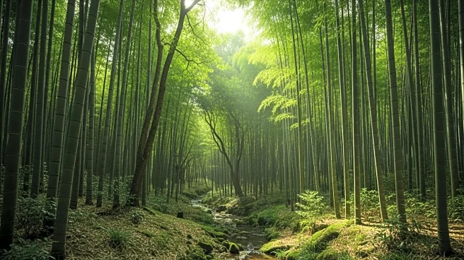 Bamboo Forests' Ecological Role Extends Beyond Panda Diet