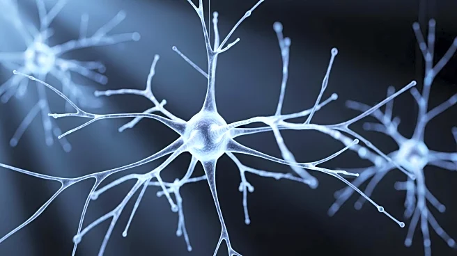 Study Reveals Lasting Impact of Prenatal Immune Activation on Primate Amygdala