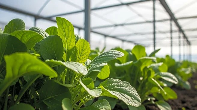 Kentucky Fresh Harvest Thrives Amid Challenges in Protected Agriculture