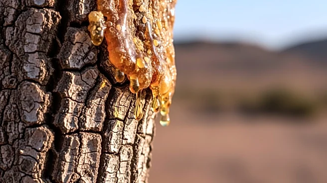 Frankincense Industry Faces Challenges as Natural Sources Diminish