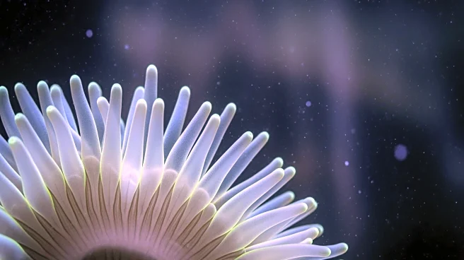 Ancient Sea Anemone Study Reveals Insights into Animal Cell Type Evolution