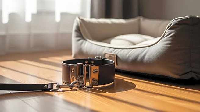 Great Dane Mix at Sean Casey Animal Rescue Seeks Forever Home Amid Size Concerns