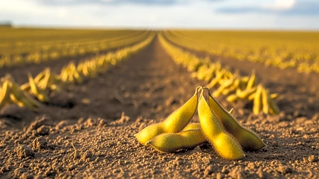Mississippi Soybean Farmers Conclude Challenging Year Amid Economic Uncertainty