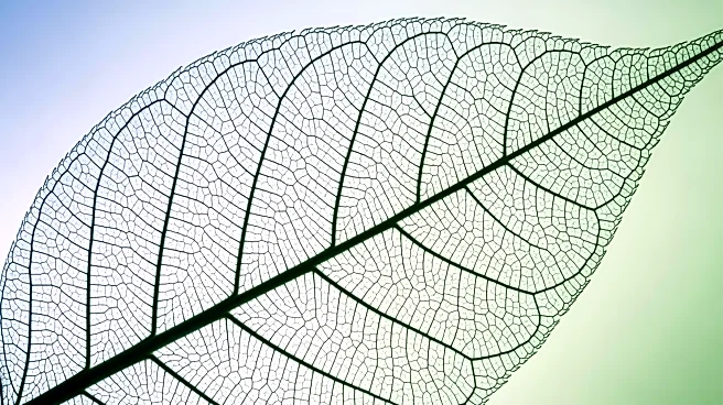 New Insights into Pediatric Gastrointestinal Graft-Versus-Host Disease Diagnosis