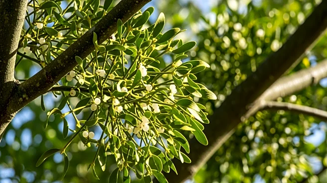 Study Finds Mistletoe Does Not Harm Host Trees, Offers Ecological Benefits