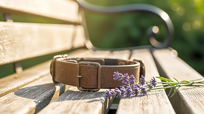 Animal Advocate Prevents Euthanasia of Senior Dog, Highlights Vulnerability of Older Pets