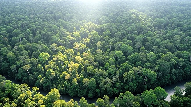 Brazil Reports Decline in Amazon Deforestation Amid Mixed Signals for Tropical Forests