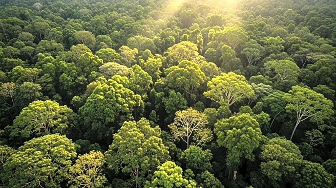 2025 Sees Mixed Outcomes for Global Tropical Forests Amid Policy Shifts