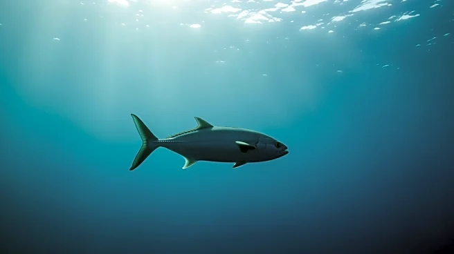 Scientists Discover Key Role of Mid-Sized Fish in Deep Ocean Ecosystems