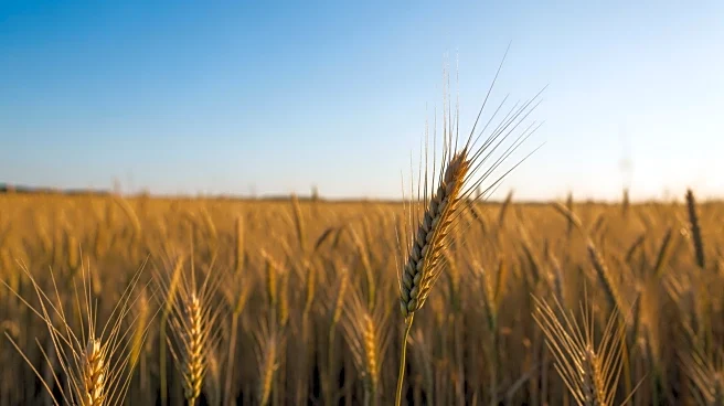 Argentine Farmers Achieve Record Wheat Harvest Amid Ideal Weather Conditions