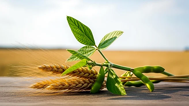 China's Investment in Latin America Threatens U.S. Farmers' Market Share