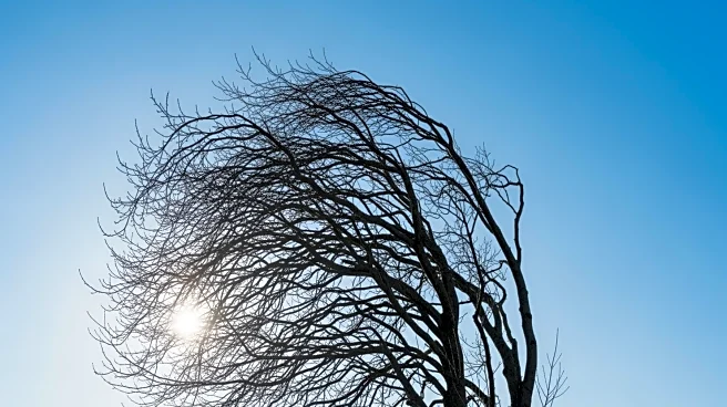 Strong Winds Keep Washington D.C. Wind-Chilled Despite Sunny Skies